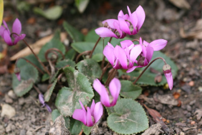 Cyclamen colchium.JPG