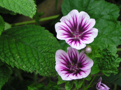 Malva-syl-Zebrina.jpg