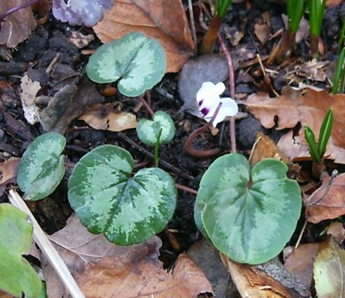 04.02.07_015_Cycl._repandum_x_mirabile.jpg
