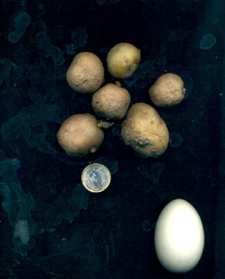 pflanzkartoffeln.jpg