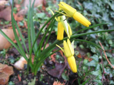 5.2.07._Narcissus_cyclamineus_005.JPG