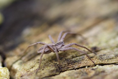 Spinne-_Feb.JPG