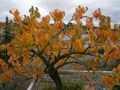 Aprikosenbaum 2.10.17 007.JPG
