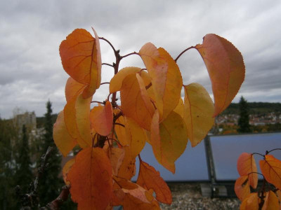 Aprikosenbaum 2.10.17 008.JPG