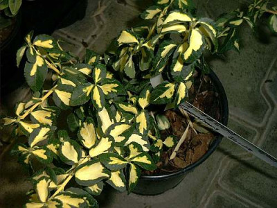 Euonymus_Blondy.jpg