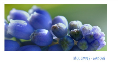 Muscari_2_04-02-2007.jpg