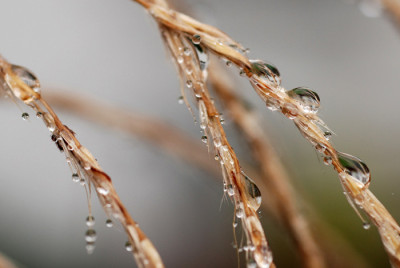 Miscanthus-Tropfen-k.jpg