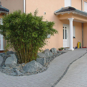 bambus_am_haus.jpg