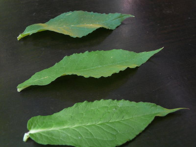 P. ampilifolia_P1130750.JPG