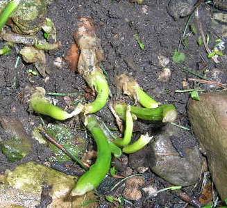 Allium_fistulosum_Winterheckenzwiebel.jpg