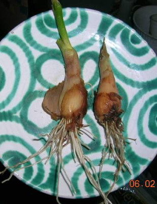 Allium_fistulosum__winterheckenz..jpg