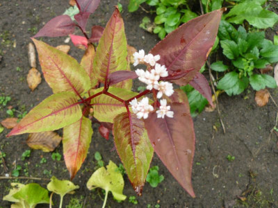 P1230500.JPG