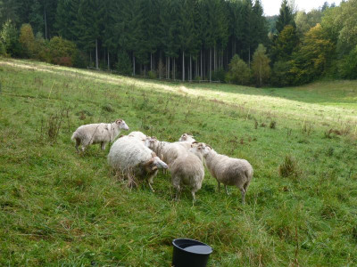zuchtgruppewghschongeht´s los.JPG