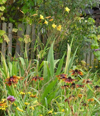 Letzte Blüten 2017 01.jpg