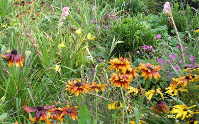 Letzte Blüten 2017 02.jpg