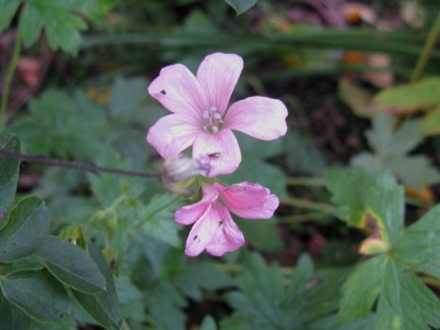 Geranium oxoniananum eigener typ.JPG