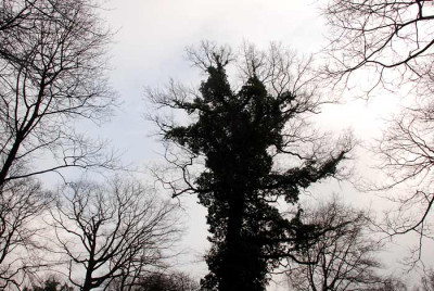 Baumwipfel-060207-k.jpg