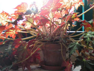 070206_Blattbegonie.jpg