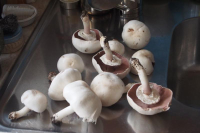Agaricus-ax.jpg