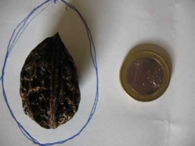 Juglans.jpg
