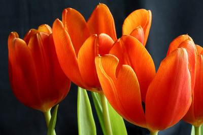 Omas-Aldi-Tulpen-1.jpg