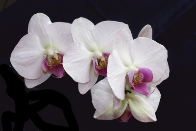 OrchideenVersuch-3.jpg