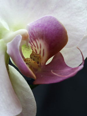 Orchideen-Versuch-1.jpg