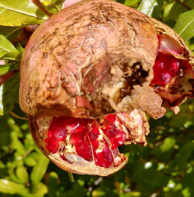 Punica_051017.jpg