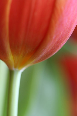 Tulipa-2.jpg