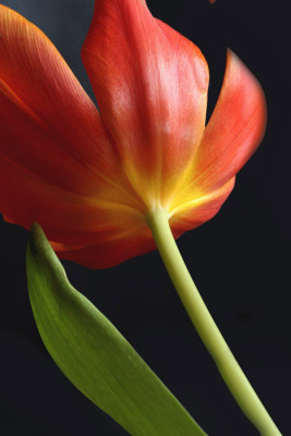 Tulipa-3.jpg