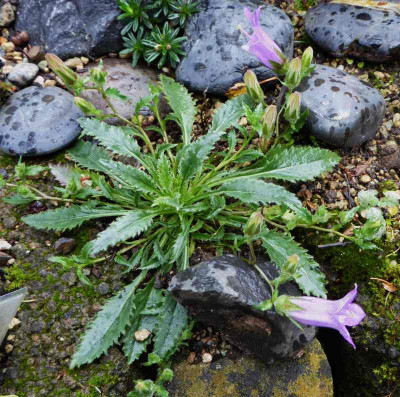 Campanula carpatha ...  6.10.17 006.jpg