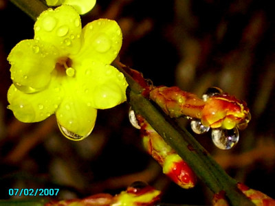 Winterjasmintropfen.jpg