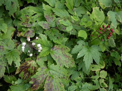 actaea_rubra-neglecta_quebec_9-17 Kopie.jpg