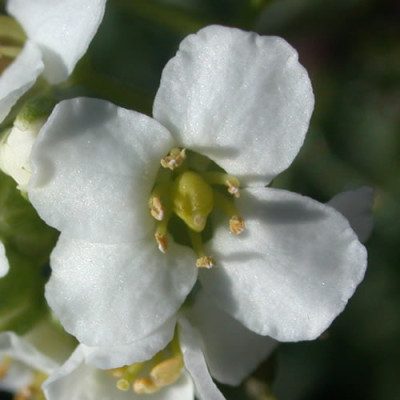 DSCN1066_Bluetchen_.jpg
