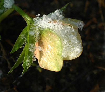 gelb7611.jpg