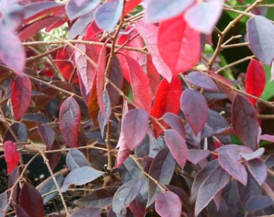 2006-08-16_006_Loropetalum_chin._Fire_Dance.jpg