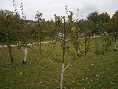 Botanischer Obstgarten HN 007.JPG