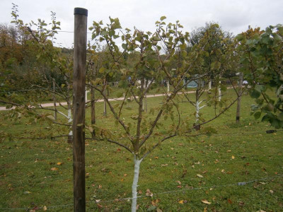 Botanischer Obstgarten HN 008.JPG