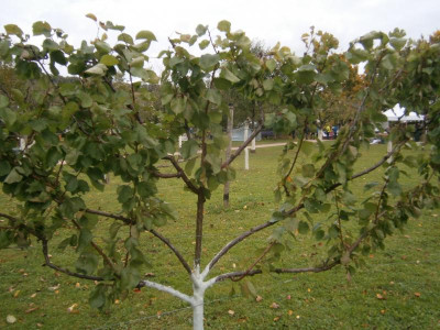 Botanischer Obstgarten HN 009.JPG