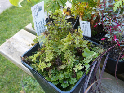 2017-10-08 Athyrium 'Lady in Lace'.jpg