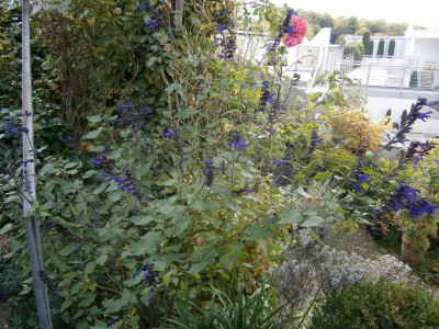 durch den Garten 8.10.17 004.JPG