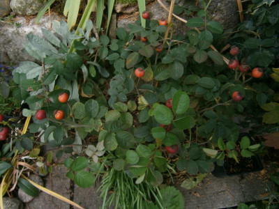 durch den Garten 8.10.17 016.JPG