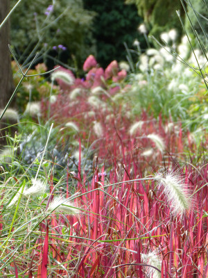 2017-10-02 Bressingham Gardens 24.jpg