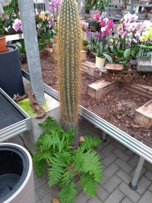 Dryopteris_an_Stachel.jpg