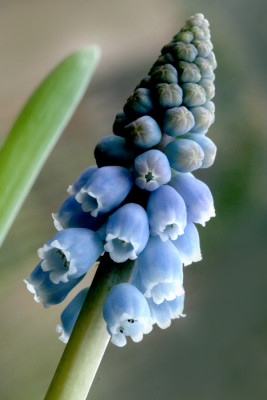 Muscari-romantisch.jpg