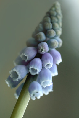 Muscari-romantisch-4.jpg