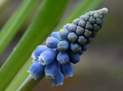 Muscari-romantisch-7.jpg