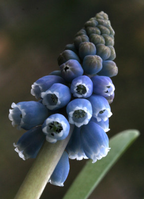 Muscari-Versuch-1.jpg
