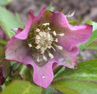 DSCN1468_Helleborusbluete_0020_.jpg
