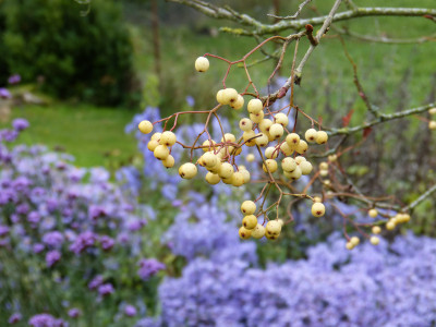 2017-10-04 Coton Manor Garden 16.jpg